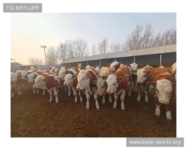 尊龙凯时品牌发展历程与未来战略布局全面解析